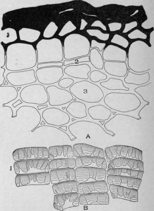 A. Cross section of Mandrake Rhizome (Podophyllum peltatum, L.).