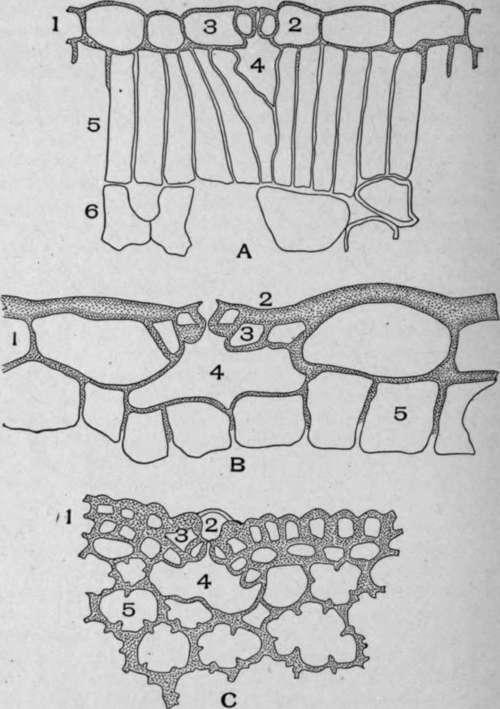 A. Cross section of belladonna leaf (Atropa belladonna, L.).