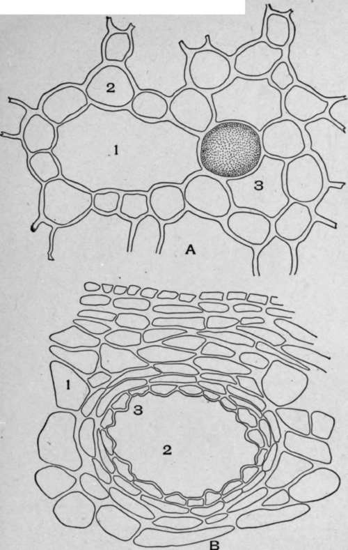 A. Cross section of calamus rhizome.