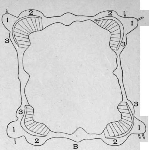 B. Diagrammatic sketch of the cross section of motherwort stem.