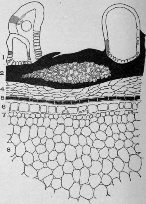 Cross Section Sweet Almond Seed.