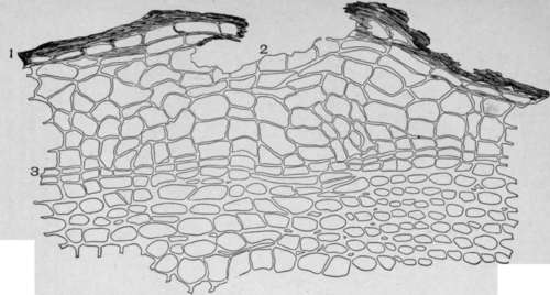 Cross Section of Elder Bark (Sambucus canadensis, L.). I. Periderm. 2. Lenticel. 3. Phellogen.