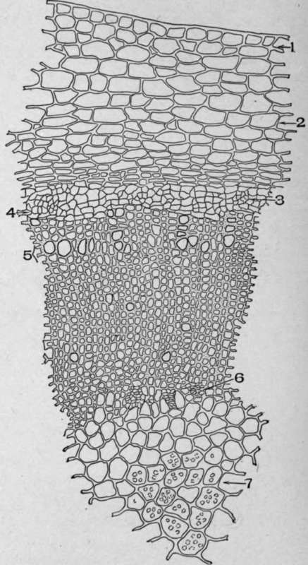 Cross Section of Rhizome of Spigelia marylandica, L.