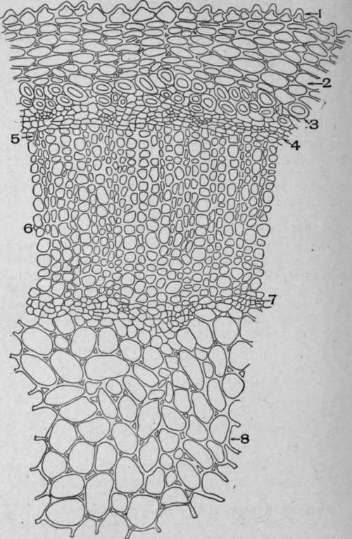 Cross Section of Stem of Spigelia makylandica, L.
