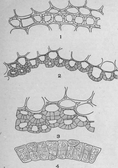 Cross Sections of Endodermal Cells.