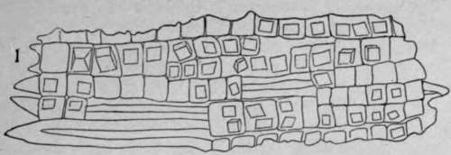 Crystal Bearing Bast Fibres HistologyOfMedicinalPlants 85