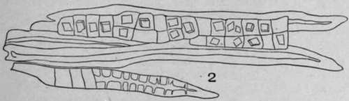 Crystal Bearing Bast Fibres HistologyOfMedicinalPlants 86
