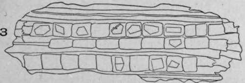 Crystal Bearing Bast Fibres HistologyOfMedicinalPlants 87