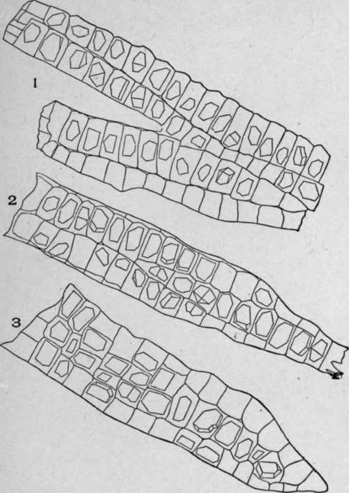 Crystal Bearing Fibres of Barks.