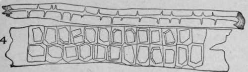 Crystal Bearing Fibres of Barks.