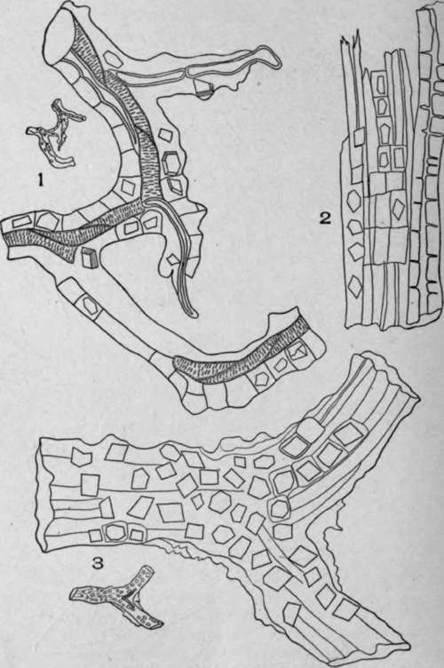 Crystal Bearing Fibres of Leaves.