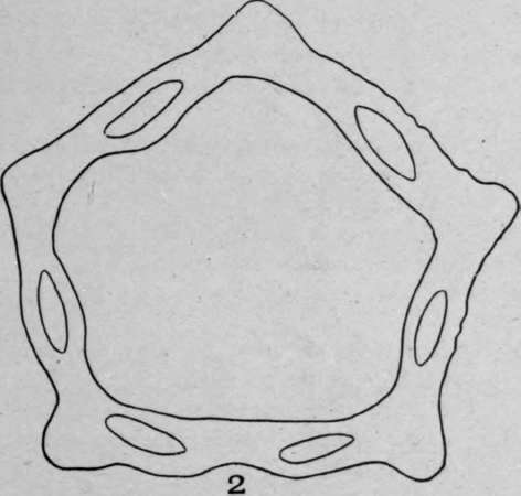 Diagrammatic Drawing.