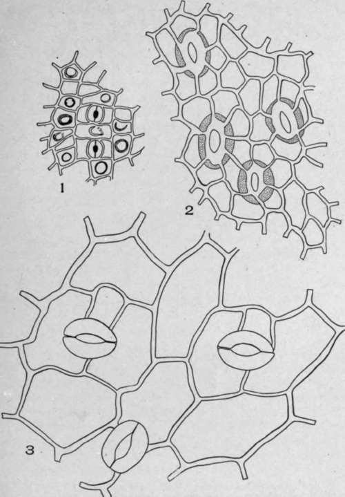 Leaf Epidermi with Stoma.