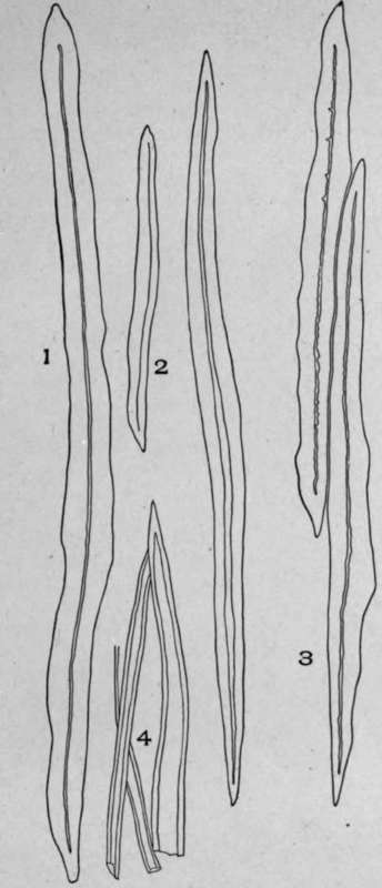 Non Porous and Non Striated Bast Fibres.