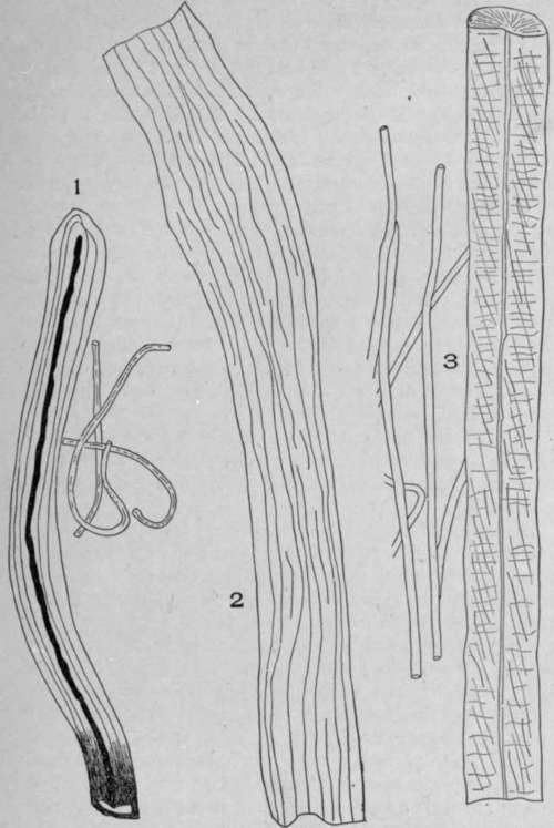 Non Porous and Striated Bast Fibres.