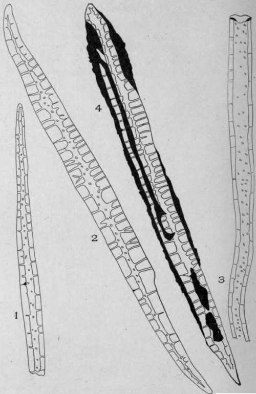Porous and Non Striated Bast Fibres.