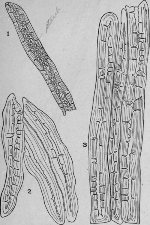 Porous and Striated Bast Fibres.