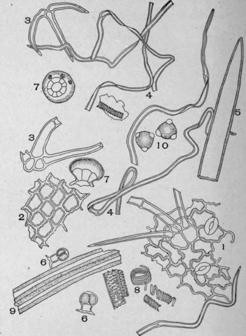 Powdered Horehound (Marrubium vulgare, L).