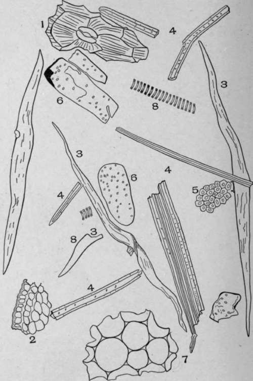 Powdered Insect Flower Stems (Chrysanthemum cinerariifolium, [Trev.], Vis.).