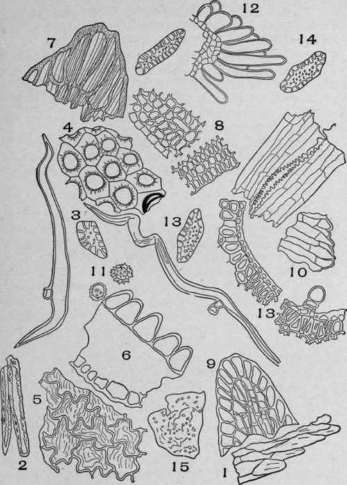 Powdered Open Insect Flower (Chrysanthemum cinerariifolium, [Trev.] Vis.).