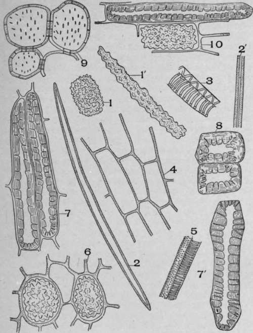 Powdered Ruellia ciliosa, Pursh.