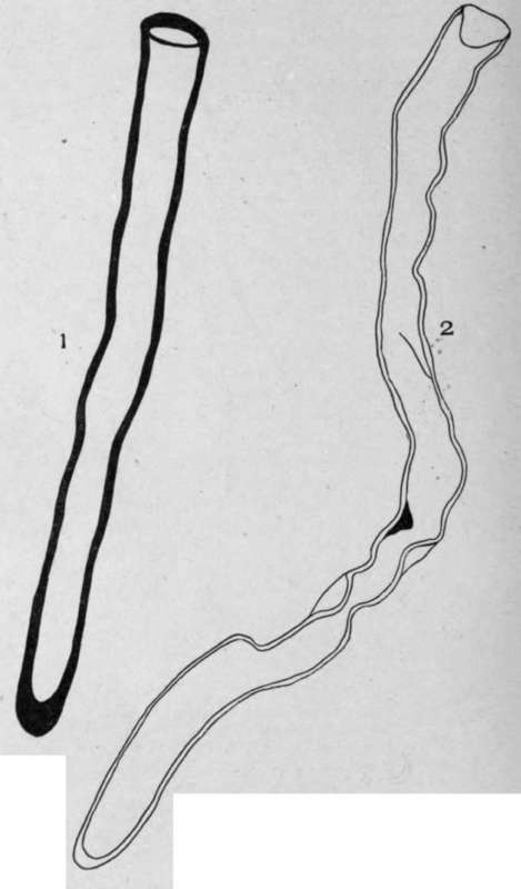 Root Hairs (Fragments).
