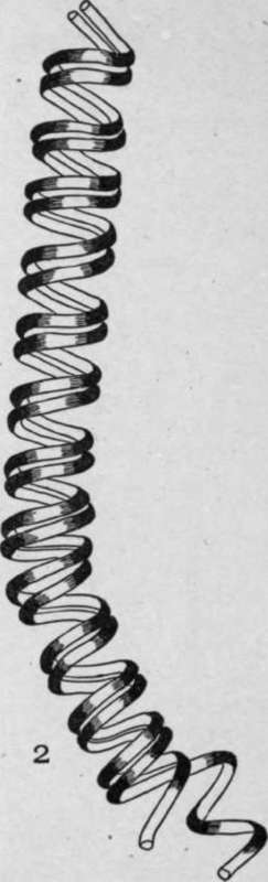 Spiral Vessels HistologyOfMedicinalPlants 112