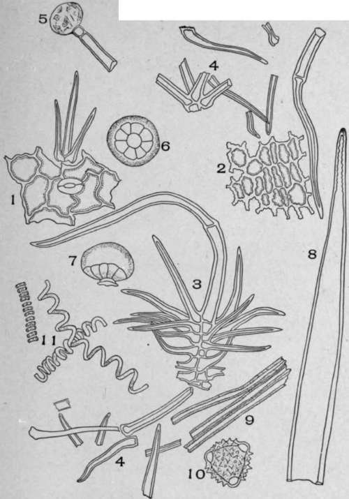 Spurious Horehound (Marrubium peregrinum, L.).