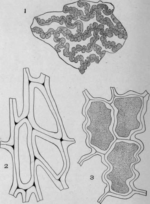 Testa Epidermal Cells.