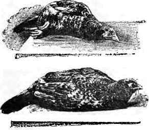 Animal Hypnotism Continued 2