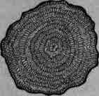 Fig. 106.   Phytolacca root: transverse section, natural size.