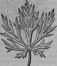 Fig. 123.   Aconitum Napellus: leaf, small sized.