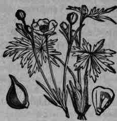 Fig. 127.   Ranunculus in bloom 