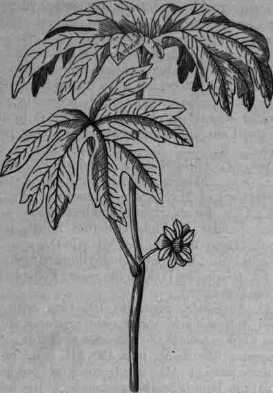 Fig. 128.   Podophyllum pellatum.