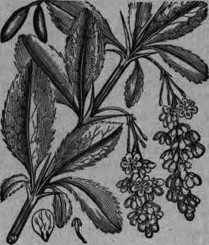 Fig. 130.   Berberis vulgaris (canadensis).