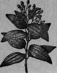 Fig. 140.   Cinnamomum twig, showing leaf venation.