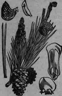 Fig. 15.   Pinus palustris.