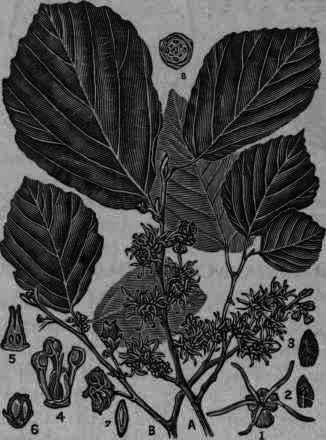 Fig. 156.   Hamamelis virginiana: A, flowering twig; B, fruit bearing twig; 1, flower, magnified; 2, sepal and stamen; 3, sepal, outer surface; 4, essential organs; 5, pistil; 6, fruit; 7, seed (four last longitudinal sections); 8, floral diagram.