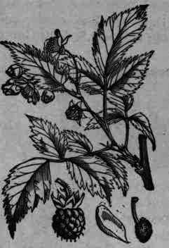 Fig. 160.   Rubus Idaeus.