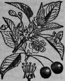 Fig. 167.   Prunus serotina.