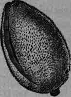 Fig. 170.   Prunus Amygdalus: fruit in the act of opening.