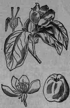 Fig. 172.   Cydonia (Pyrus) Cydonia.