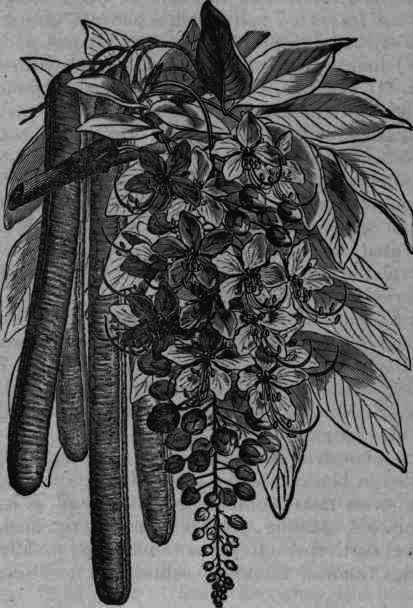 Fig. 185.   Cassia Fistula.