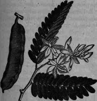 Fig. 188.   Tamarindus indica.