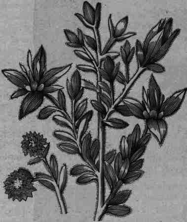 Fig. 192.   Krameria triandra.