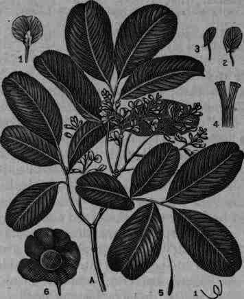 Fig. 197.   Pterocarpus Marsupium (Kino): A, flowering twig; 1, 2, 3, parts of the flower; 4, stamens; 5, pistil; 6, fruit; 7, vertical section of winged fruit.