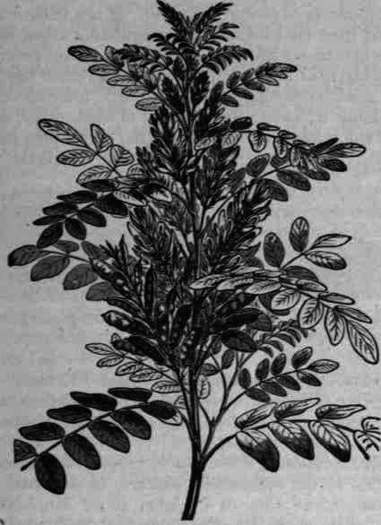 Fig. 198.   Glycyrrhiza glabra, var. typica.