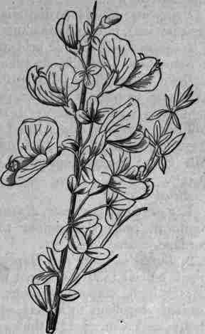 Fig. 201.   Cytisus Scoparius: flowering branch.