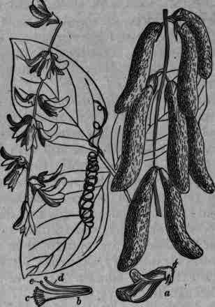 Fig. 206.   Mucuria pruriens: a, flower; b, stamen system; c, anthers; d, filament; e, anther.