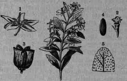 Fig. 219.   Barosma crenulata: 1, calyx; 2, style and stigma; 3, fruit; 4. seed;